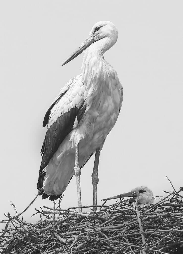 Storks